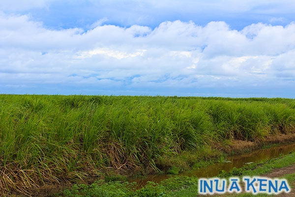 Guyana cane fields